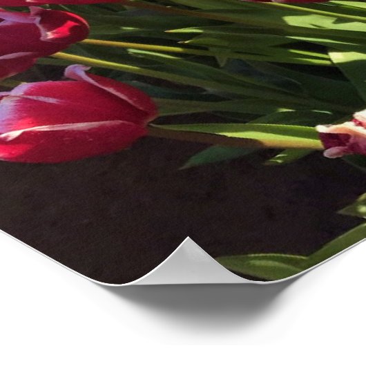 Leen Van Der Mark Tulips, Oregon Poster (Ecke)