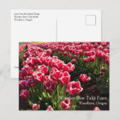 Leen Van Der Mark Tulips, Oregon Postkarte (Vorne/Hinten)