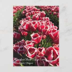 Leen Van Der Mark Tulips, Oregon Postkarte