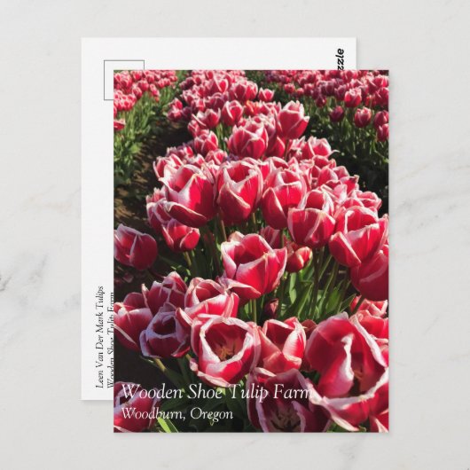 Leen Van Der Mark Tulips, Oregon Postkarte (Vorne/Hinten)