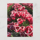 Leen Van Der Mark Tulips, Oregon Postkarte (Vorderseite)