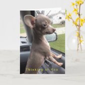 Leere Chihuahuagrußkarte - denkend an Sie Karte (Gelbe Blume)