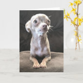 Leere Chihuahuagrußkarte Karte (Gelbe Blume)