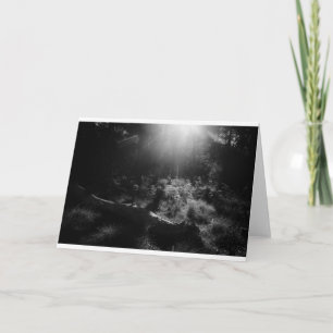 Leere Fotokarte - Licht durch Bäume Karte
