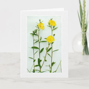 Leere gelbe Mohn-Grußkarte Karte