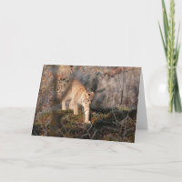 Leere Gruß-Karte: Herumstreichender Luchs