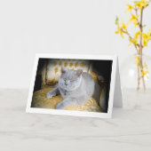 Leere Gruß-Karte: Mürrische graue Katze! Karte (Gelbe Blume)