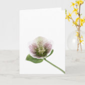 Leere Grußkarte des Hellebore Karte (Gelbe Blume)