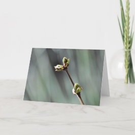 Leere Grußkarte mit Budding Lilac Foto Karte