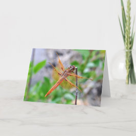 Leere Grußkarte mit dem Dragonfly-Foto Karte