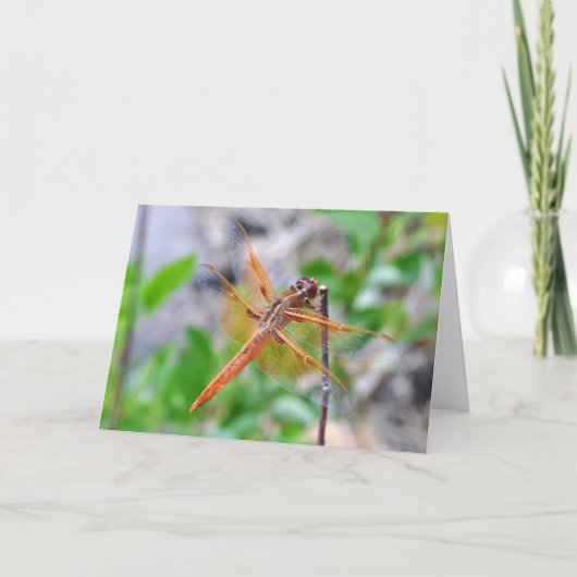 Leere Grußkarte mit dem Dragonfly-Foto Karte (Vorderseite)