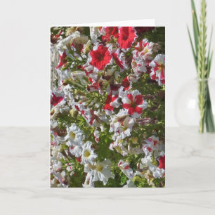 Leere Grußkarte mit roten und weißen Blumen Karte