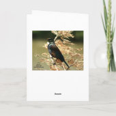 Leere Grußkarte: NZ Tui Bird Karte (Rückseite)