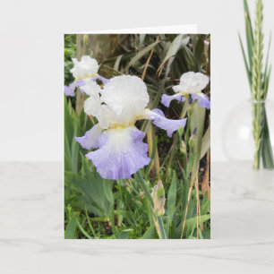 Leere helllila Iris-Blumenkarte Karte