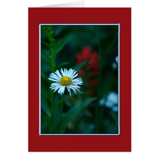 Leere Innenseite, weiße Daisy-Wildblume (Vorne)