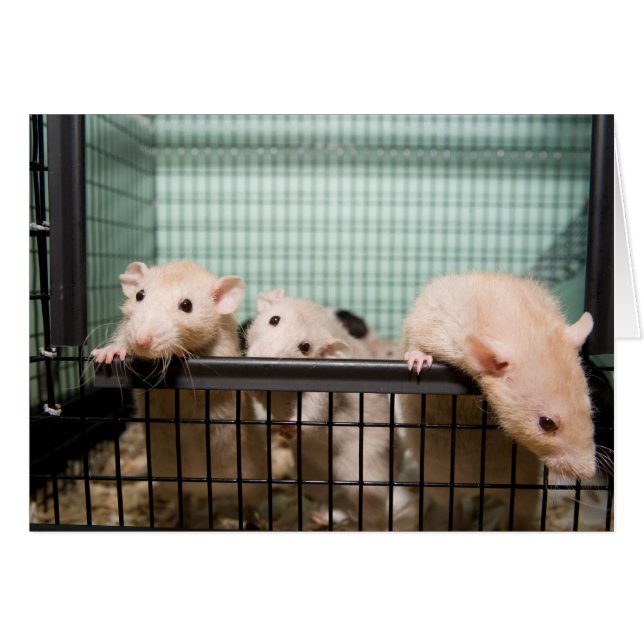 leere Karte (Vorderseite (Horizontal))