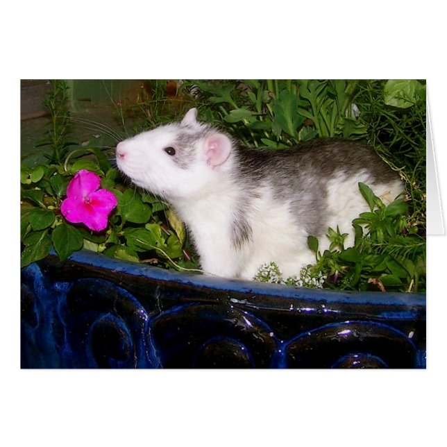 Leere Karte (Vorderseite (Horizontal))