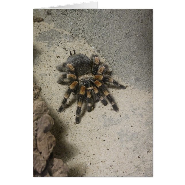 Leere Karte des Tarantula (Vorne)