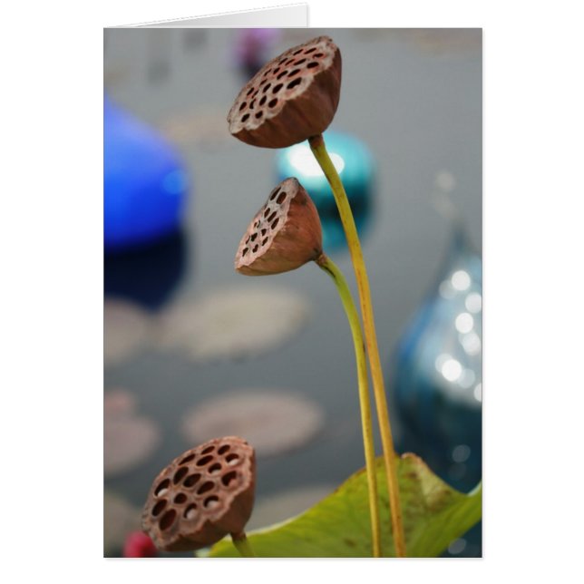 Leere Karte des Wasser-flowers2 (Vorne)