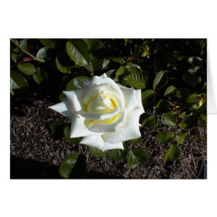 Leere Karte: Eine hellgelbe Rose