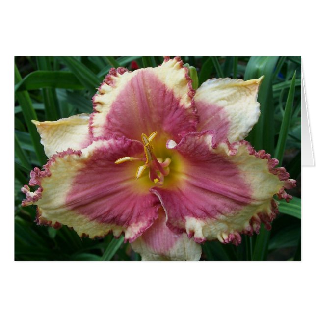 Leere Karte mit rosa Mit Augen Taglilie (Vorderseite (Horizontal))