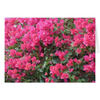 Leere Karte mit schönen rosa Bougainvillea
