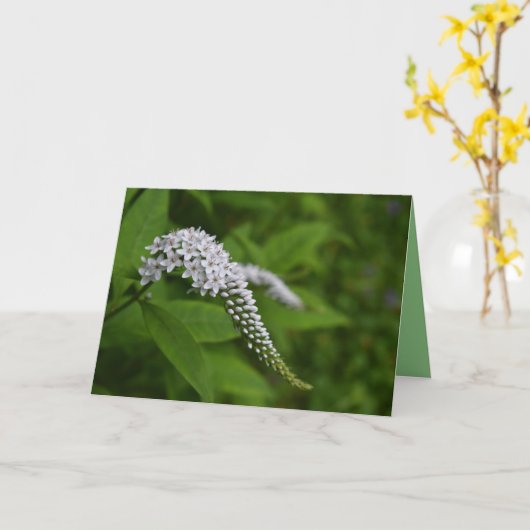 Leere Karte - schöne weiße Gooseneck-Blume (Gelbe Blume)