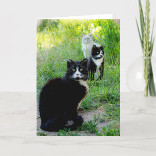 Leere Karte - "Trio" Katzenfoto, Wildkatzen