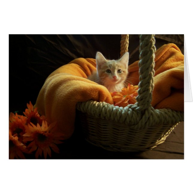 leere Kätzchenkarte (Vorderseite (Horizontal))