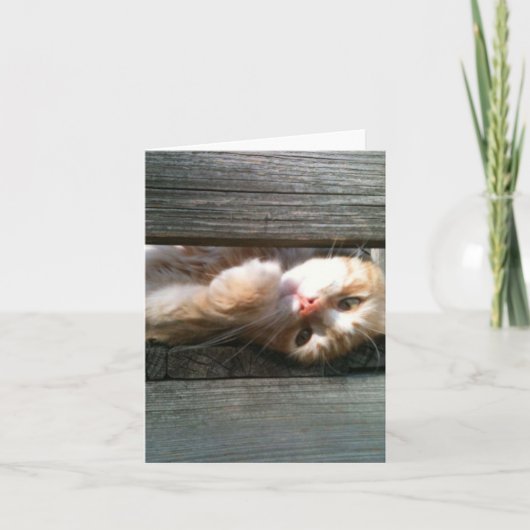 leere Katzenanmerkungskarte Karte (Vorderseite)