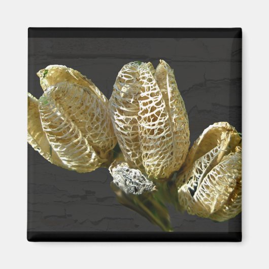 Leere Lily Seed Pods Koordinaten von Elementen Magnet (Vorne)