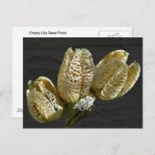 Leere Lily Seed Pods Koordinaten von Elementen Postkarte (Vorne/Hinten)