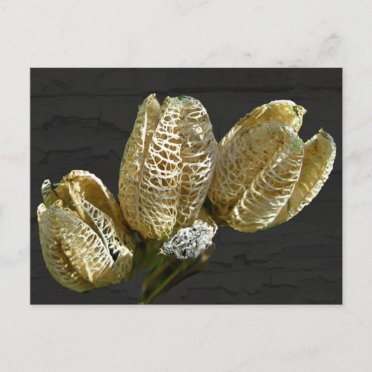 Leere Lily Seed Pods Koordinaten von Elementen Postkarte (Vorderseite)