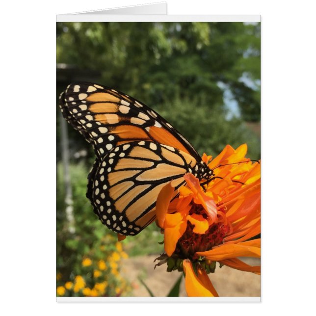 leere Monarchkarte (Vorne)