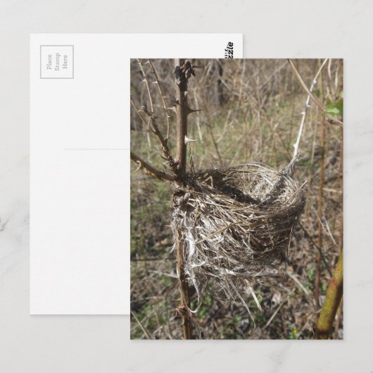 Leere Nest Postkarte (Vorne/Hinten)