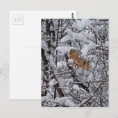 Leere Postkarte des Eichhörnchen-6206 (Vorne/Hinten)