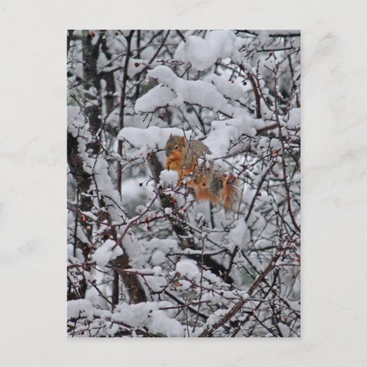 Leere Postkarte des Eichhörnchen-6206 (Vorderseite)