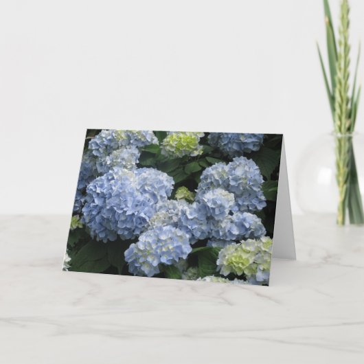 Leeres blaues Hydragea Karte (Vorderseite)