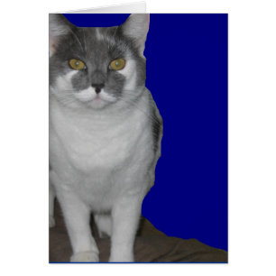 ~ leeres Miezekatze-Karte ~