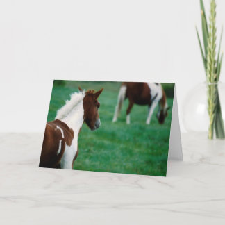 Leeres Notecard_Horses, das im Sommer weiden lässt Karte