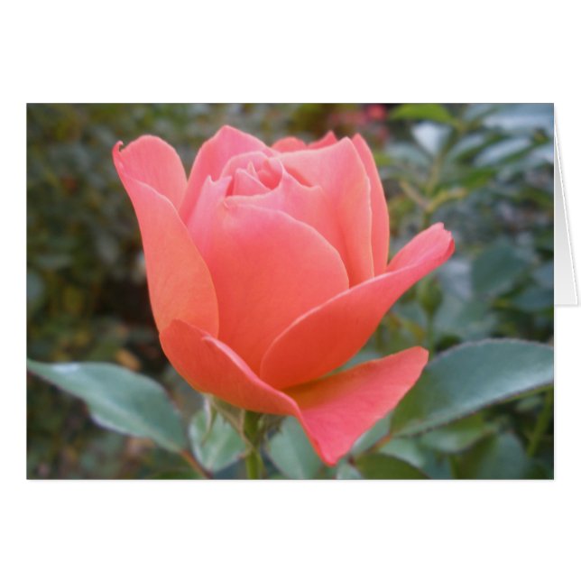 Leersitzkarte (Vorderseite (Horizontal))