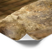 Leeuw, Lion Poster (Ecke)