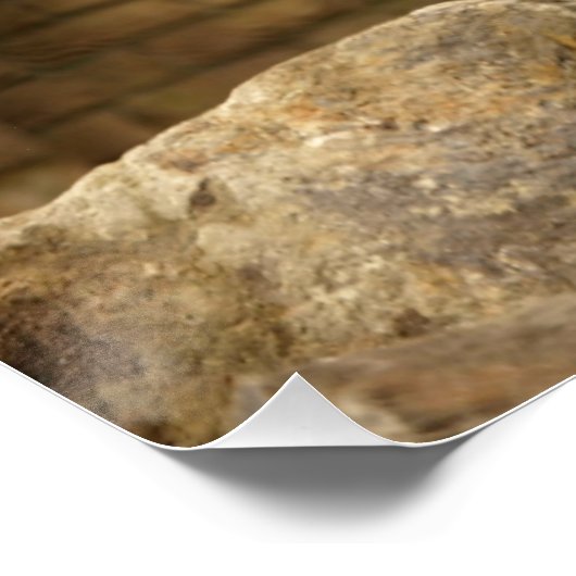 Leeuw, Lion  Poster (Ecke)