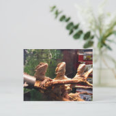 Leezard Trio Postkarte (Stehend Vorderseite)