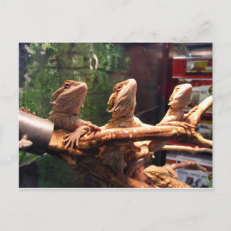 Leezard Trio Postkarte