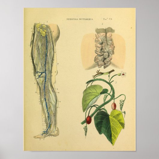 Leg Lymphatics Veins Anatomie Vinatge Art Print Poster (Vorne)