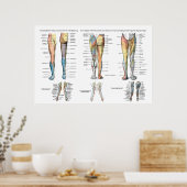 Leg Nerve Inervation of Lower Extremities Poster (Küche)