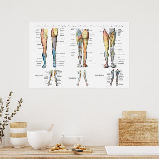 Leg Nerve Inervation of Lower Extremities Poster (Küche)