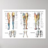 Leg Nerve Inervation of Lower Extremities Poster (Vorne)