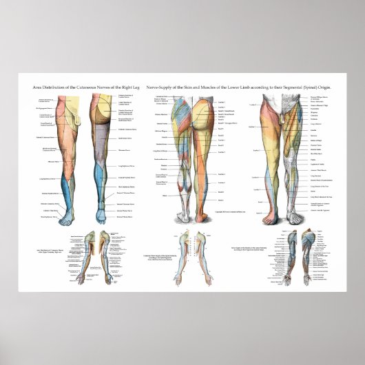 Leg Nerve Inervation of Lower Extremities Poster (Vorne)